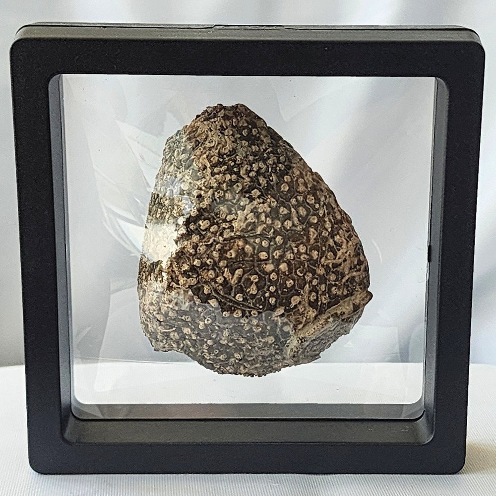 Late Cretaceous period Cidaris Fossil Extinct Sea‎ Urchin Selma Chalk North MS
